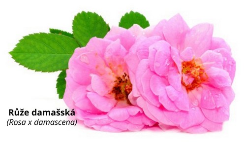 Růže damašská - rosa x damascena